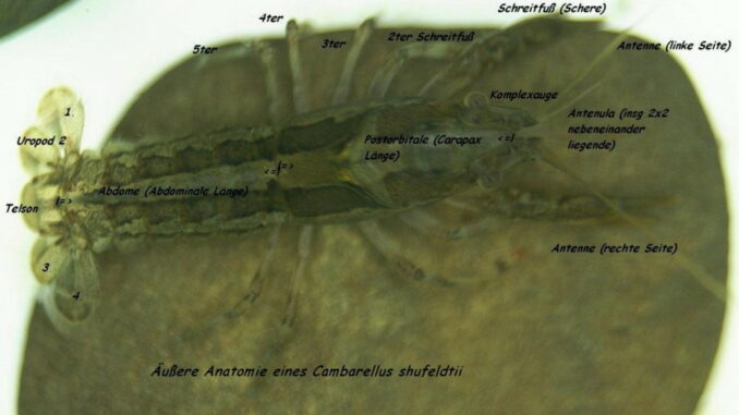 Anatomie der Cambarellus Zwergkrebse